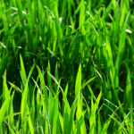 Article: How to Get Rid of Crabgrass for Good