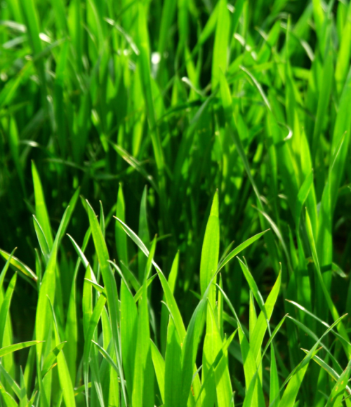 Article: How to Get Rid of Crabgrass for Good