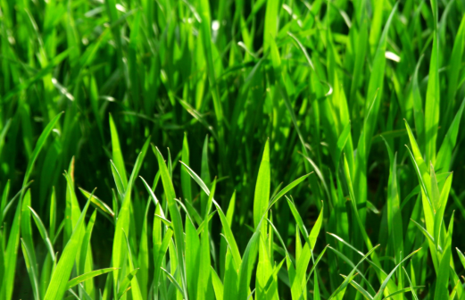Article: How to Get Rid of Crabgrass for Good